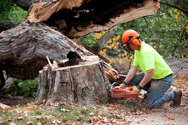 Best Tree Maintenance Programs  in Beaufort, NC